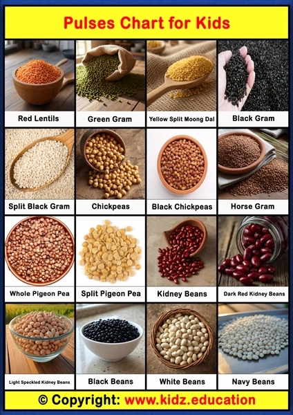 Pulses Chart – 1 | Printable Educational Chart for Kids