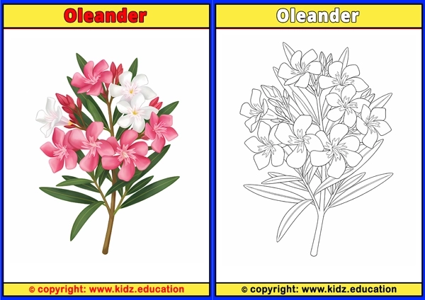 Oleander - Printable Coloring Page for Kids