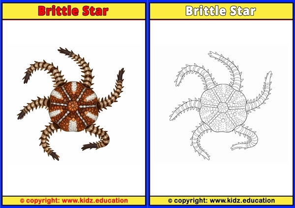 Brittle Star - Printable Coloring Page for Kids