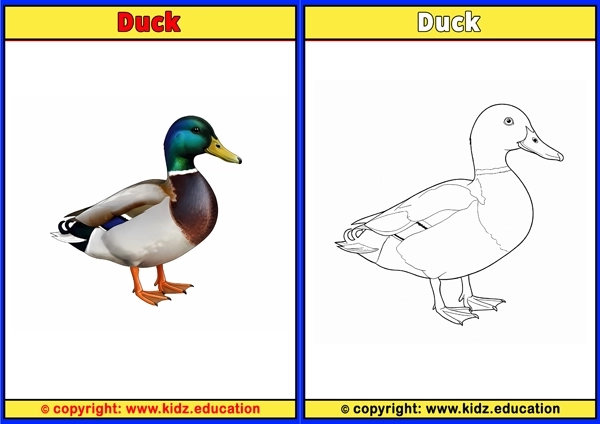 Duck - Printable Coloring Page for Kids