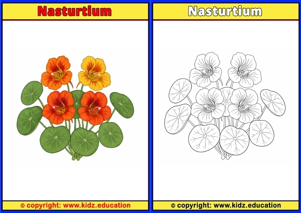 Nasturtium - Printable Coloring Page for Kids