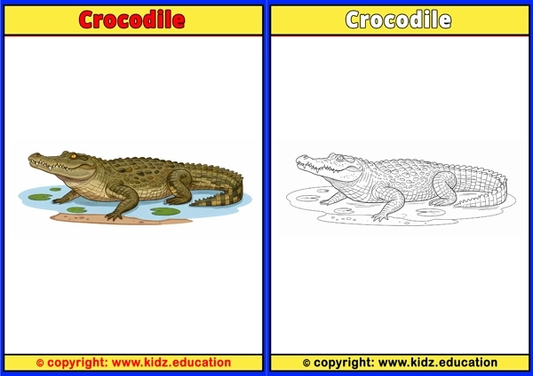 Crocodile - Printable Coloring Page for Kids