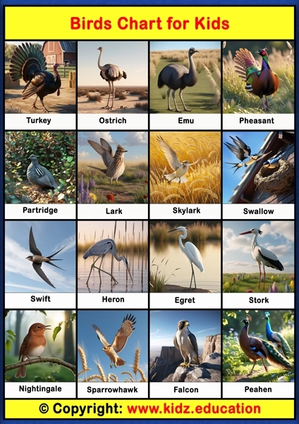 Birds Chart - 3 | Printable Educational Chart for Kids