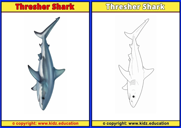 Thresher Shark - Printable Coloring Page for Kids