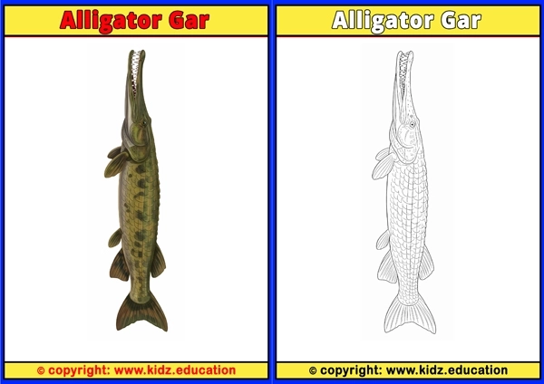 Alligator Gar - Printable Coloring Page for Kids