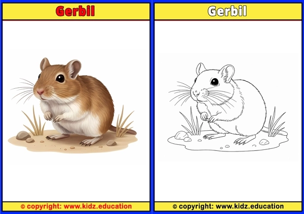 Gerbil - Printable Coloring Page for Kids