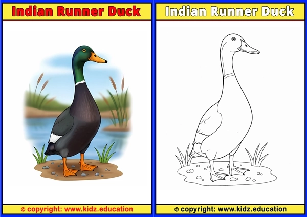 Ivory Gull - Printable Coloring Page for Kids