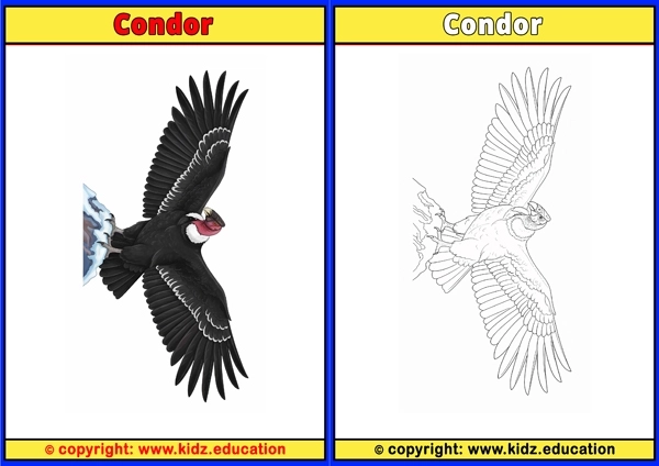 Condor - Printable Coloring Page for Kids