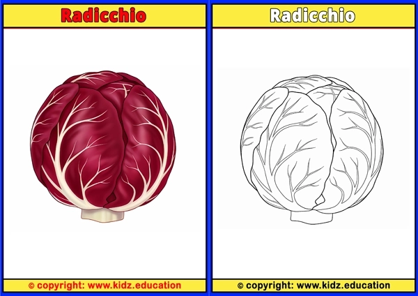 Radicchio - Printable Coloring Page for Kids