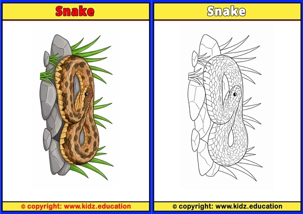 Snake - Printable Coloring Page for Kids