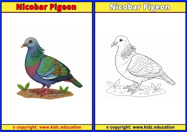 Nighthawk - Printable Coloring Page for Kids