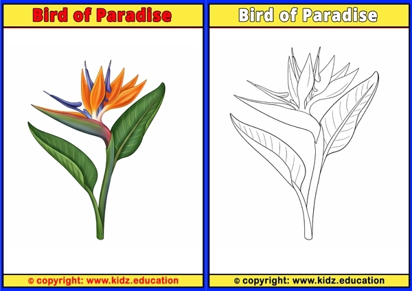 Bird of Paradise - Printable Coloring Page for Kids