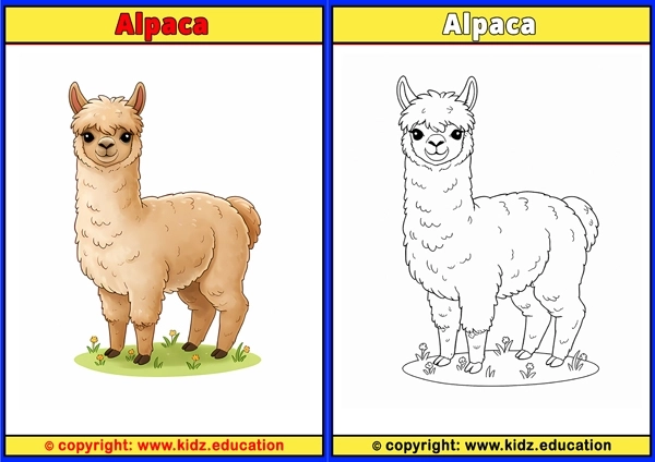 Alpaca - Coloring Page for Kids