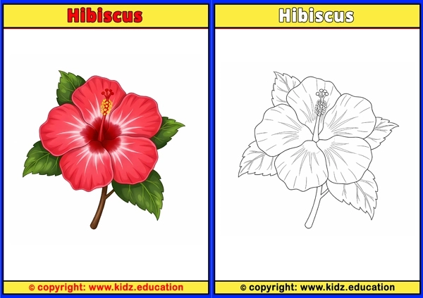 Hibiscus - Printable Coloring Page for Kids