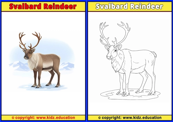 Svalbard Reindeer - Printable Coloring Page for Kids