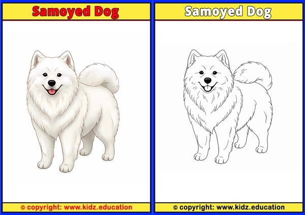 Samoyed Dog - Printable Coloring Page for Kids