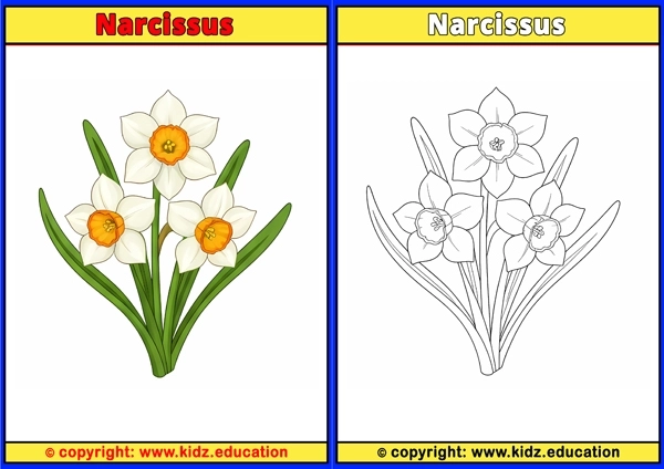 Narcissus - Printable Coloring Page for Kids