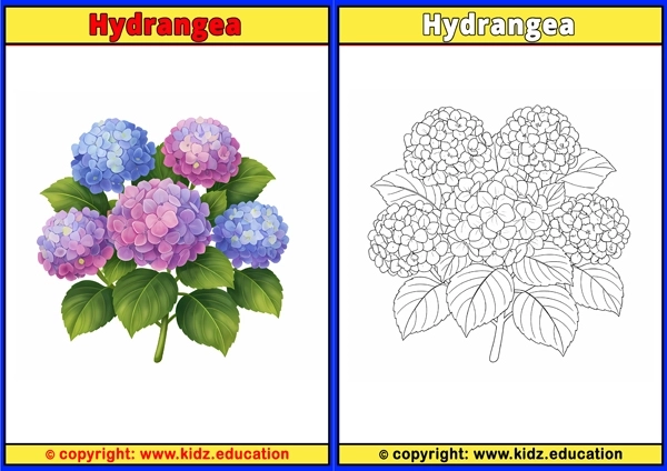 Hydrangea - Printable Coloring Page for Kids