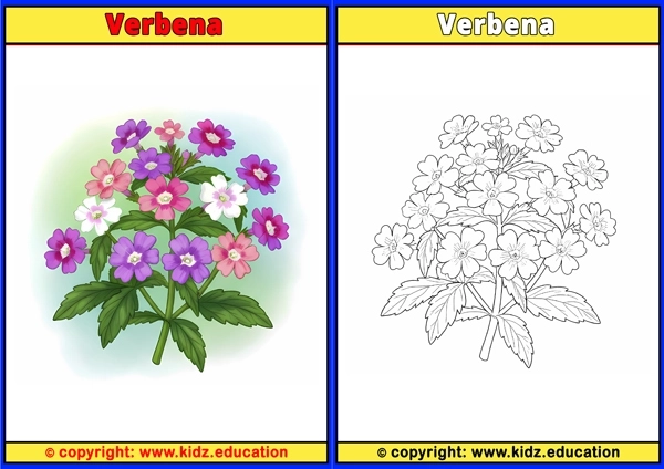 Verbena - Printable Coloring Page for Kids