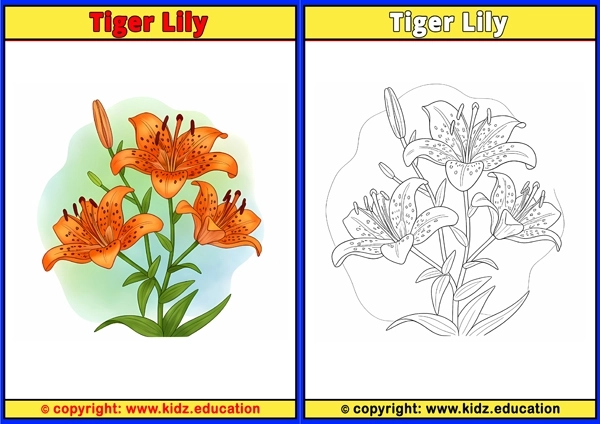 Tiger Lily - Printable Coloring Page for Kids