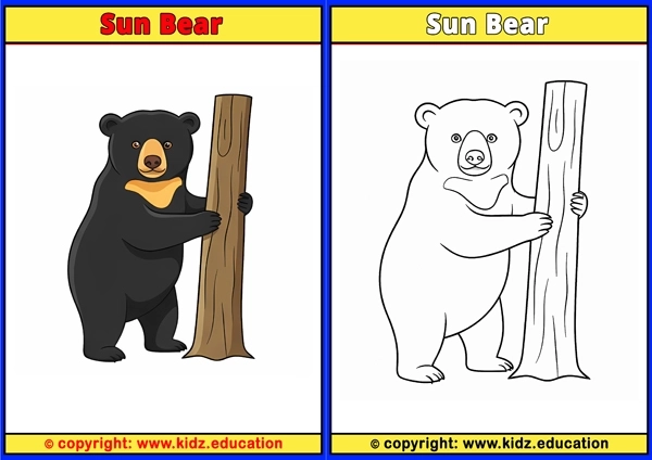Sun Bear - Printable Coloring Page for Kids
