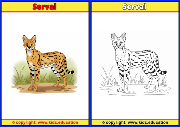 Serval - Printable Coloring Page for Kids
