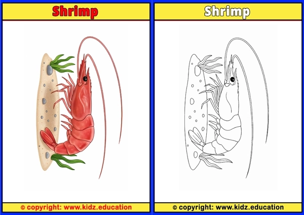 Shrimp - Printable Coloring Page for Kids