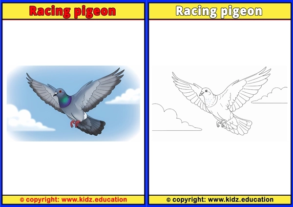 Rainbow Lorikeet - Printable Coloring Page for Kids