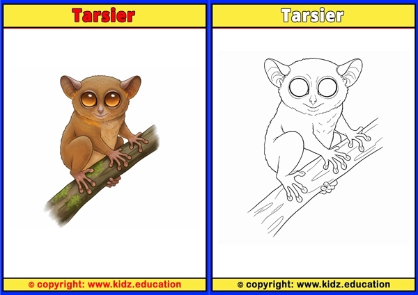 Tarsier - Printable Coloring Page for Kids