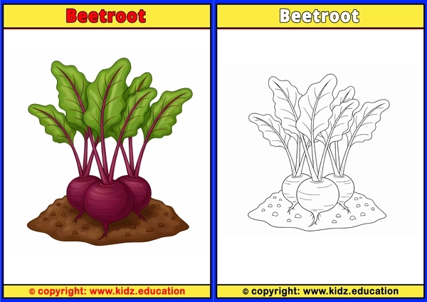 Beetroot - Printable Coloring Page for Kids