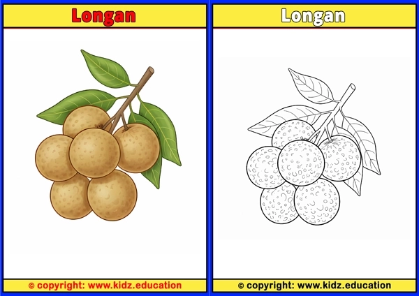 Longan - Printable Coloring Page for Kids