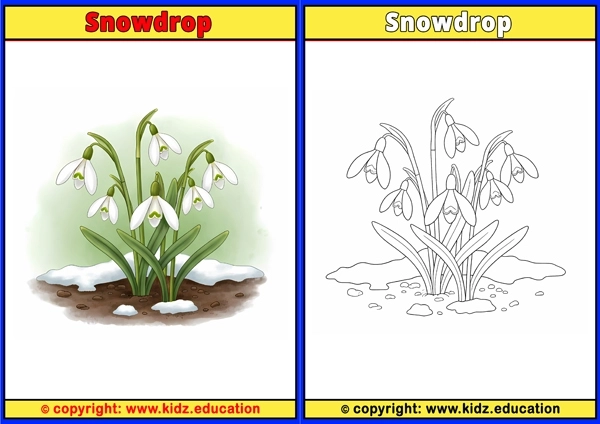 Snowdrop - Printable Coloring Page for Kids