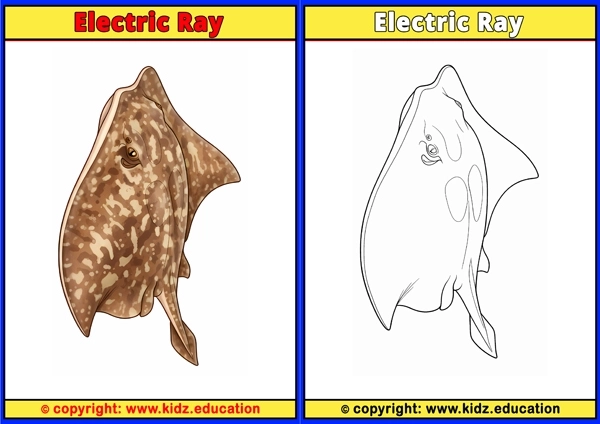 Electric Ray - Printable Coloring Page for Kids