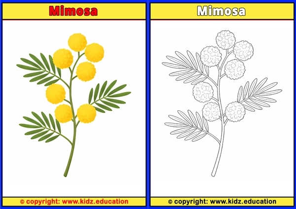 Mimosa - Printable Coloring Page for Kids