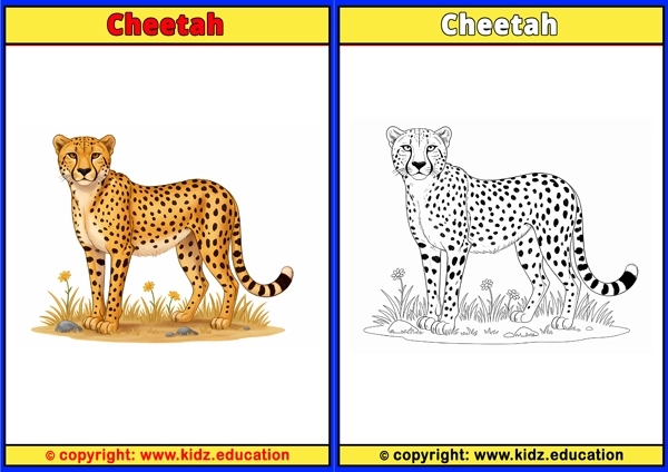 Cheetah - Printable Coloring Page for Kids