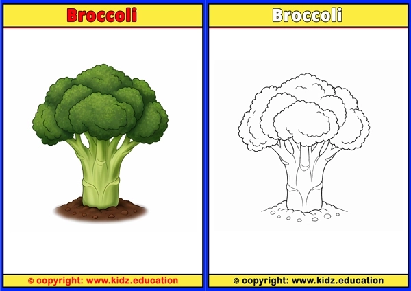 Broccoli - Printable Coloring Page for Kids