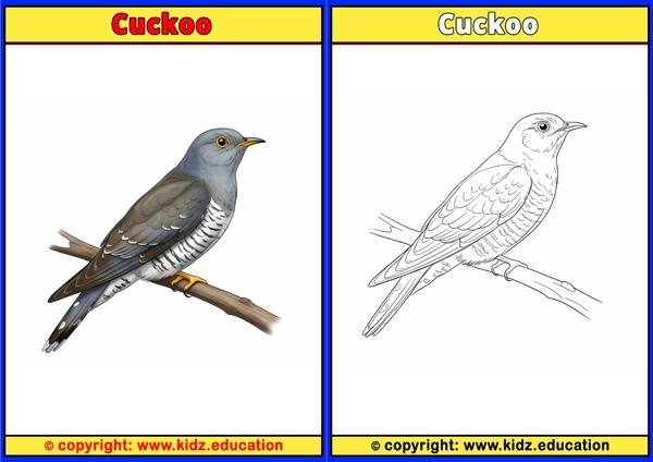 Cuckoo - Printable Coloring Page for Kids