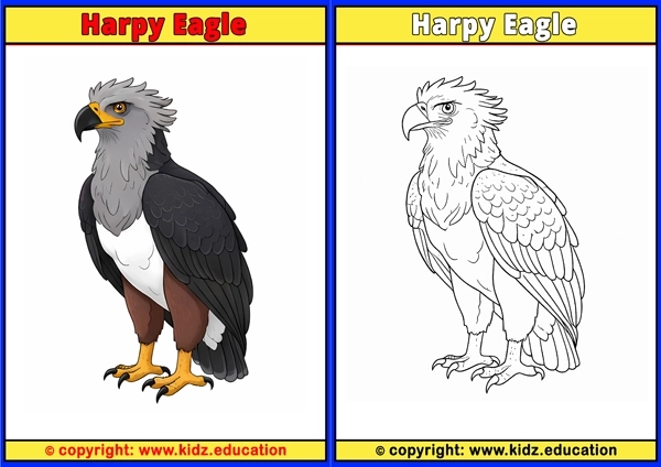 Hawk - Printable Coloring Page for Kids