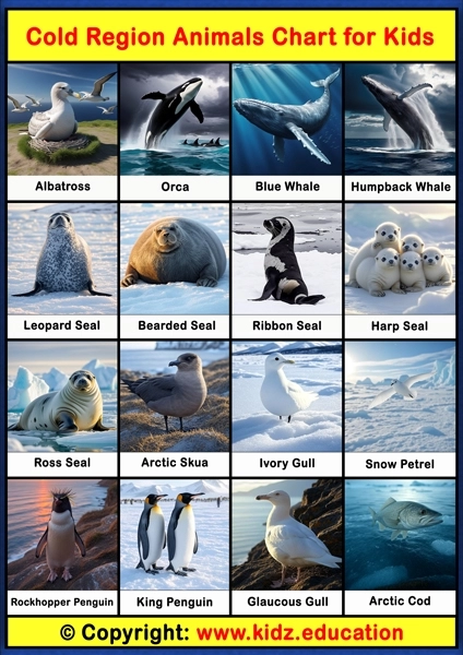 Cold Region Animals Chart - 3 | Printable Educational Chart for Kids