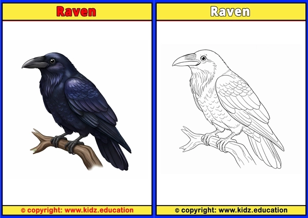 Resplendent Quetzal - Printable Coloring Page for Kids