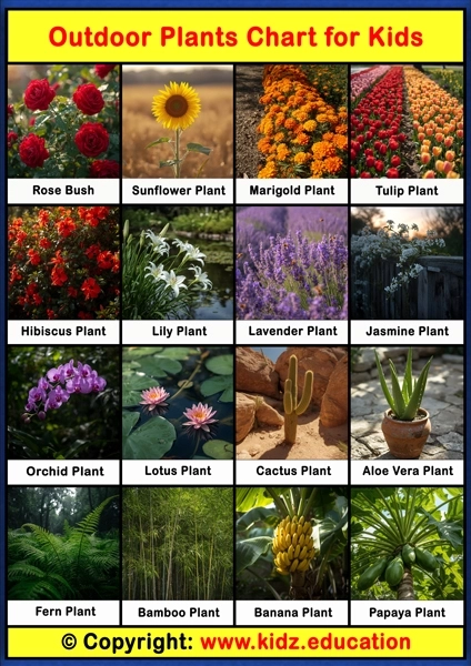 Outdoor Plants Chart – 1 | Printable Educational Chart for Kids