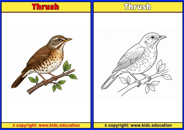 Titmouse - Printable Coloring Page for Kids