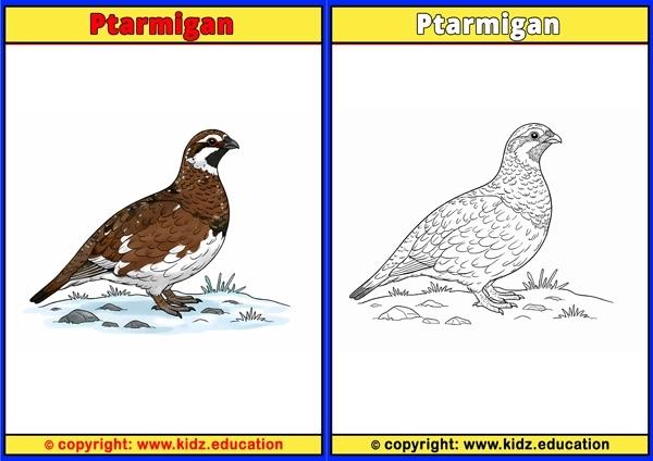 Puffin - Printable Coloring Page for Kids