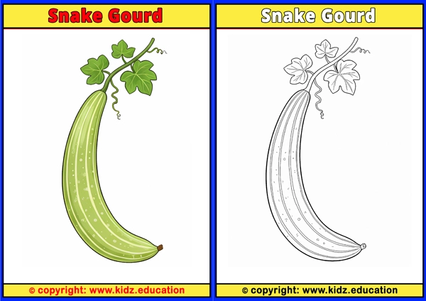 Snake Gourd - Printable Coloring Page for Kids