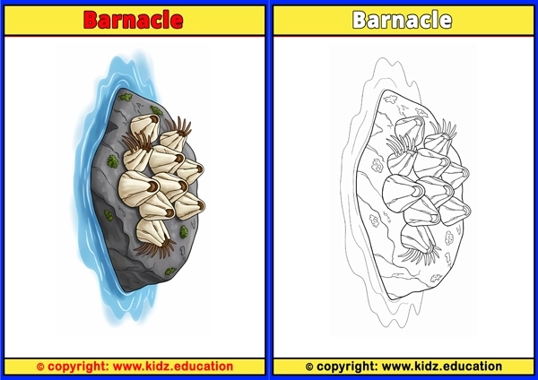 Barnacle - Printable Coloring Page for Kids