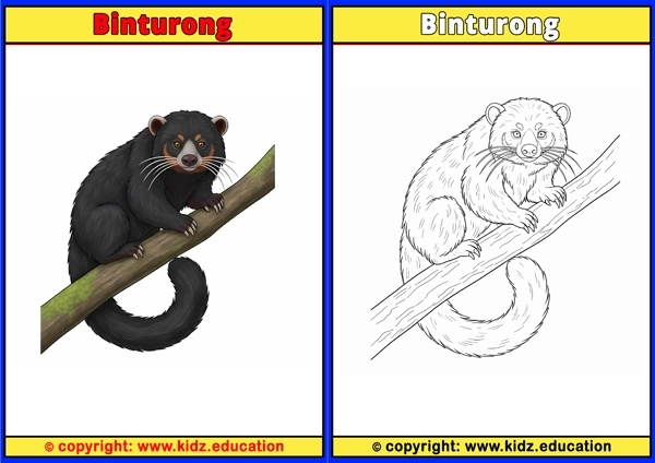 Binturong  - Printable Coloring Page for Kids
