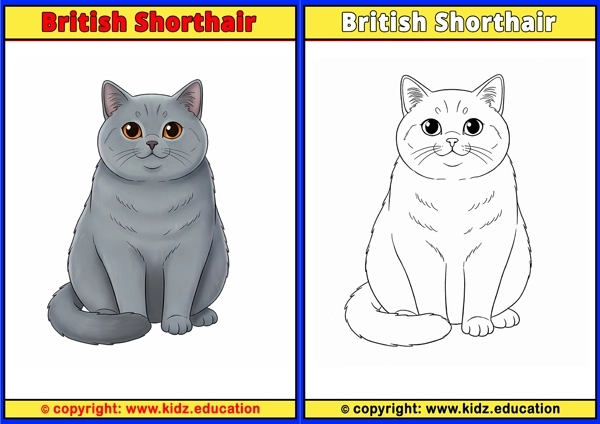 British Shorthair - Printable Coloring Page for Kids