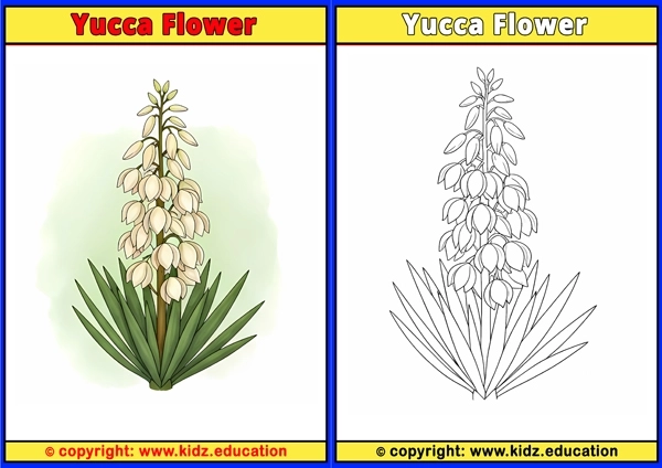 Yucca Flower - Printable Coloring Page for Kids
