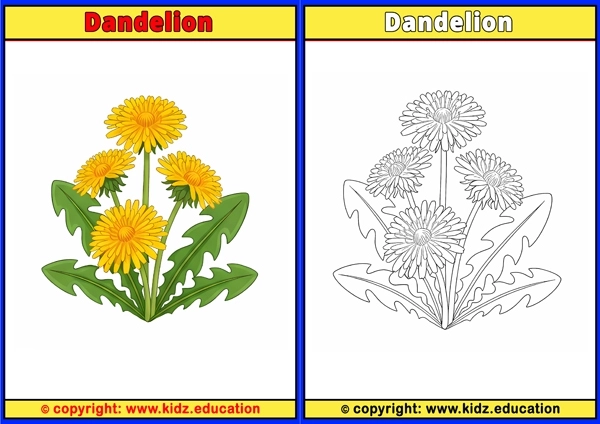 Dandelion - Printable Coloring Page for Kids