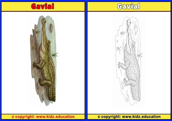 Gavial - Printable Coloring Page for Kids